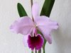 Cattleya percivaliana 'Karin' 